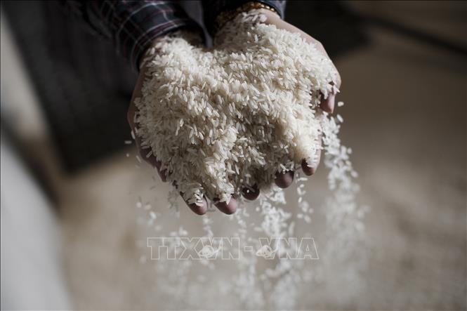 Mối lo về một cuộc khủng hoảng và tắc nghẽn nguồn cung gạo