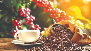 Giải pháp nhằm giảm đứt gãy chuỗi cung ứng cà phê