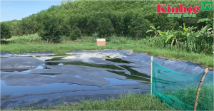 Trại nuôi lợn bị người dân xã Quế Thuận tố gây ô nhiễm nguồn nước khiến cá trong ao chết hàng loạt