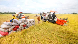 Ngành hàng lúa gạo là điểm sáng trong nông nghiệp